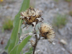 Pyrrocoma carthamoides