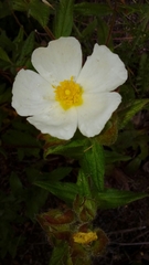 Cistus psilosepalus