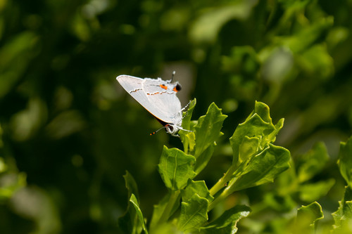 iNaturalist observation photo of Gray Hairstreak