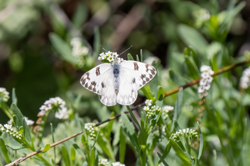 iNaturalist observation photo of Checkered White