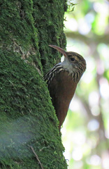 Lepidocolaptes falcinellus