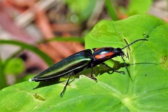 Campsosternus watanabei