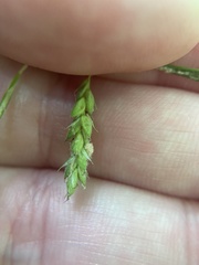 Carex debilis pubera