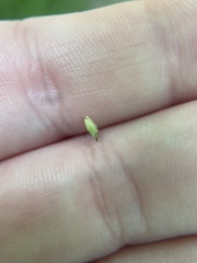 Carex debilis pubera