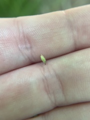 Carex debilis pubera