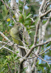 Elaenia sordida