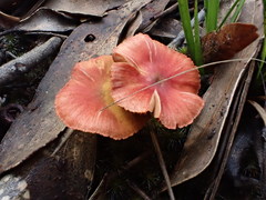 Cortinarius kula