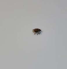 Insecta