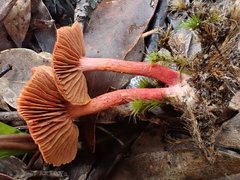 Cortinarius kula