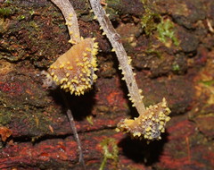 Neobarya agaricicola image