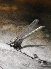 Progomphus obscurus