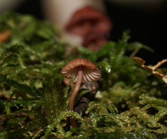 Mycena kurramulla
