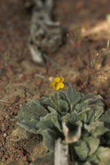 Viola purpurea aurea