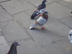 Columba livia domestica