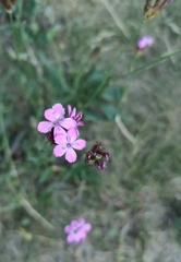 Dianthus pontederae