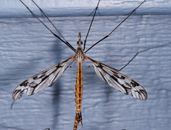 Tipula trivittata