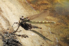 Progomphus obscurus