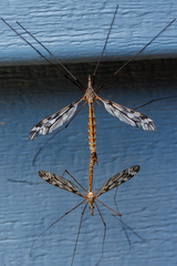 Tipula trivittata
