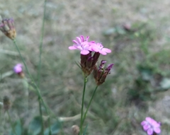 Dianthus pontederae