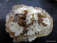 Ileodictyon cibarium