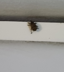Insecta