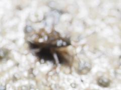 Microvelia americana