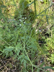 Torilis arvensis recta