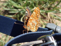 Euphydryas maturna