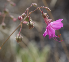 Mirabilis coccinea