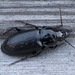 Pterostichus adstrictus - Photo (c) D. Sikes,  זכויות יוצרים חלקיות (CC BY-SA)
