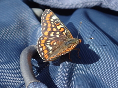Euphydryas maturna