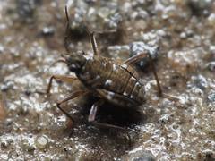 Microvelia americana