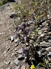 Phacelia humilis
