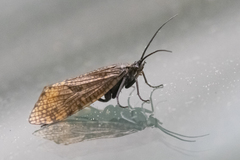 Oligostomis ocelligera