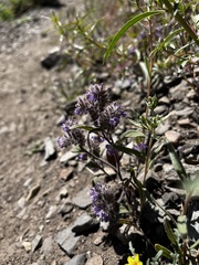Phacelia humilis