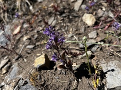 Phacelia humilis