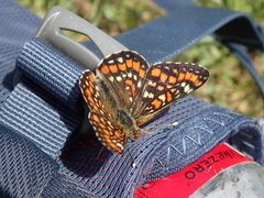 Euphydryas maturna