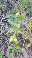 Physochlaina physaloides