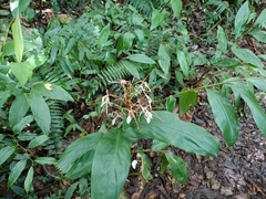 Hedychium roxburghii