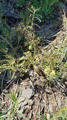 Physochlaina physaloides