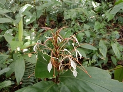 Hedychium roxburghii