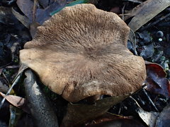 Lactifluus wirrabara