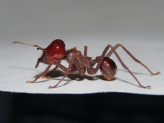 Atta laevigata