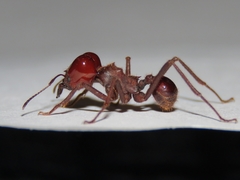 Atta laevigata