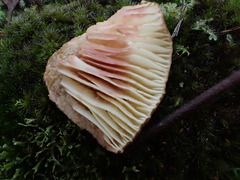 Lactifluus wirrabara
