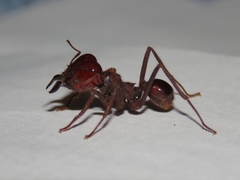 Atta laevigata