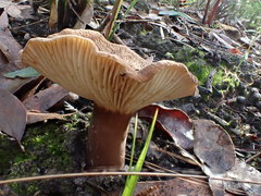 Lactifluus wirrabara