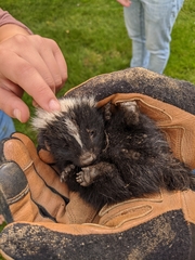 Mephitis mephitis nigra