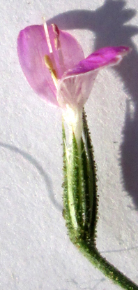 Dicliptera paniculata image