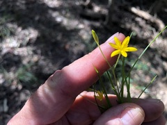 Hypoxis pratensis
